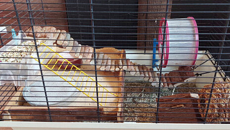 Plastikkäfig mit Gitteraufsatz