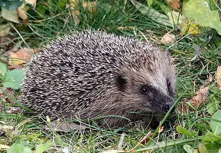 Igel