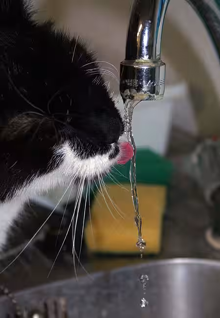 Katze beim Wassertrinken.