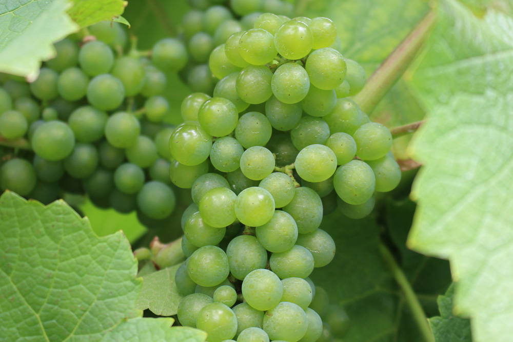 Trauben können für Hunde giftig sein aktion tier menschen für tiere e.V.