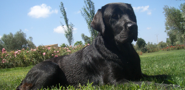 Süßstoff giftig für Hunde aktion tier menschen für tiere e.V.