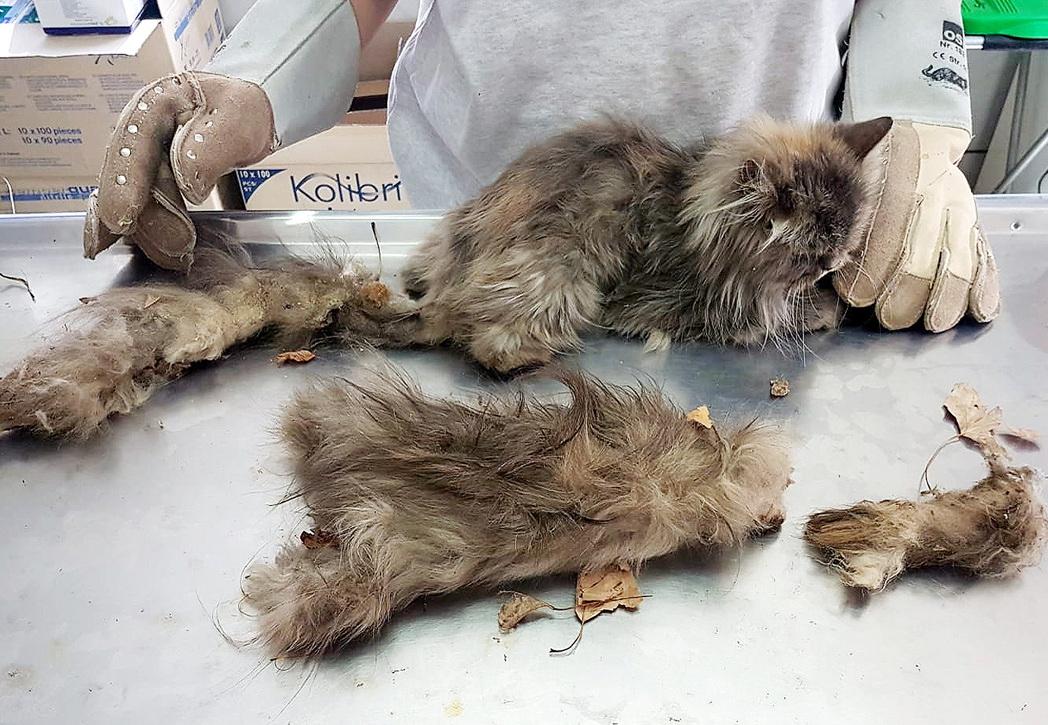 In Zaun verfangene Katze gerettet - aktion tier - menschen ...