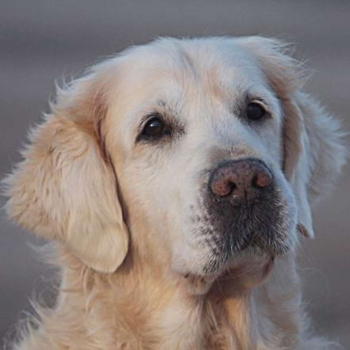 wundstarrkrampf bei hunden sein name war luca aktion tier menschen fur tiere e v