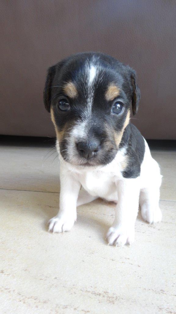 Aus der Tiermedizin Giardien die unbekannten Wesen aktion tier