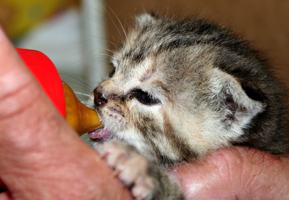 2 alt katzenbabys wochen Katzenbabies