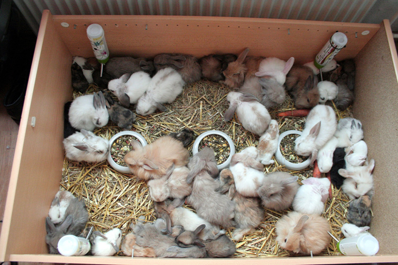 Aktion Tier Menschen Fur Tiere E V