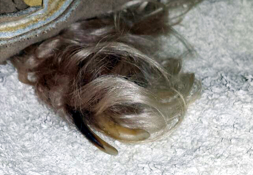 aktion tier menschen für tiere e.V.