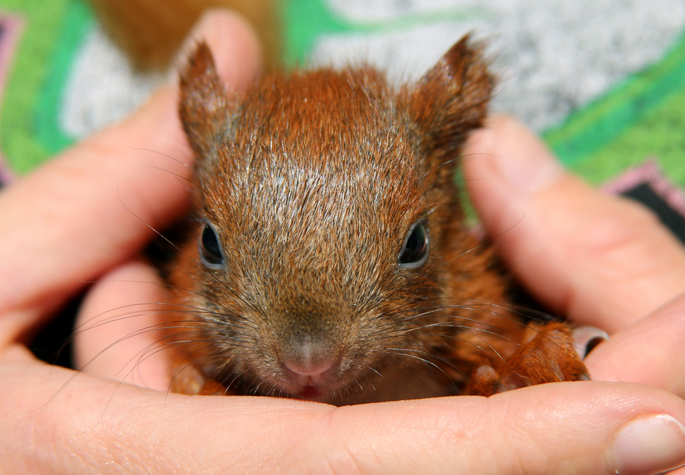 Aktion Tier Eichhornchenhilfe Eichhornchenbaby Gerettet Aktion Tier Menschen Fur Tiere E V