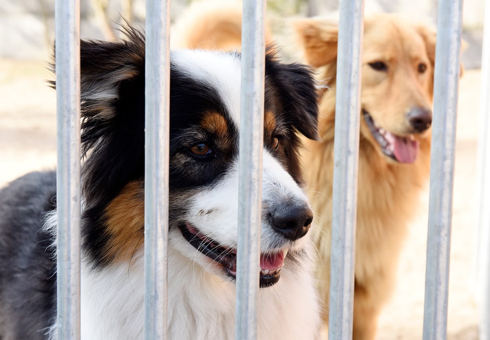 Aktion Tier Menschen Für Tiere Ev
