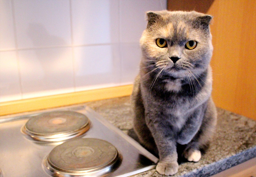 Heisse Herdplatten Sind Katzenfallen Aktion Tier Menschen Fur