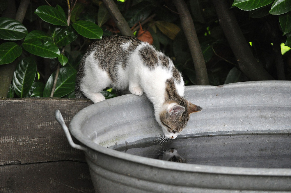 Was Passiert Wenn Katzen Kaffee Trinken Giftcocktail Gießwasser - aktion tier - menschen für tiere e.V.