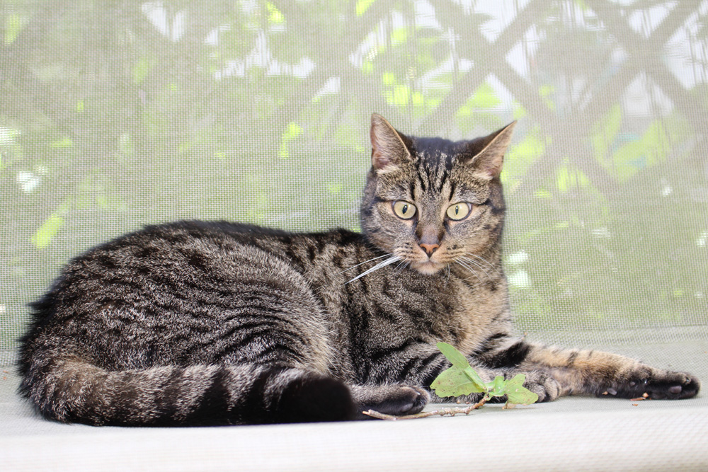 Aktion Tier Menschen Für Tiere Ev