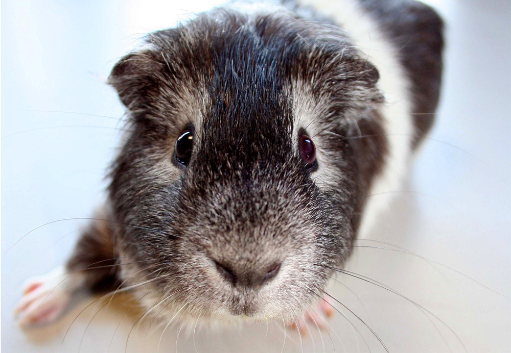 Aktion Tier Menschen Für Tiere Ev