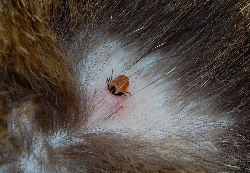 Zeckenalarm in Deutschland aktion tier menschen für tiere e.V.