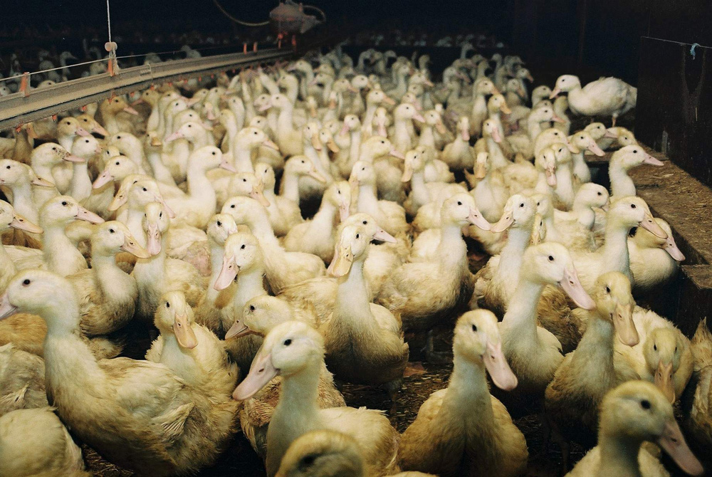 Entenmast Aktion Tier Menschen Fur Tiere E V