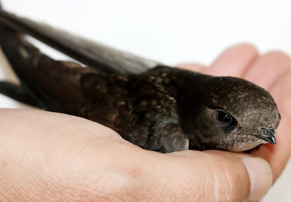 Glasscheiben Gefahr für Vögel aktion tier menschen